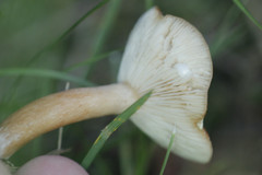 Lactarius tabidus