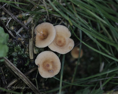Lactarius tabidus