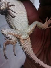 Sceloporus torquatus binocularis