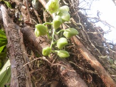 Clowesia