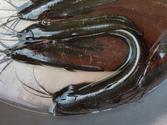 Stinging Catfish photo 5