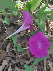 Ipomoea elongata