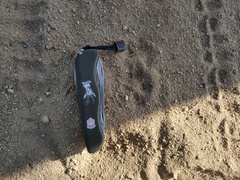 Urocyon cinereoargenteus