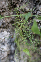 Chaenorhinum origanifolium