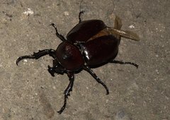 Xylotrupes mniszechi