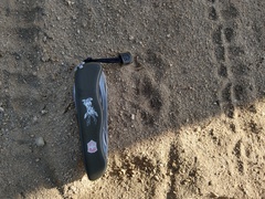 Urocyon cinereoargenteus