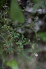 Chaenorhinum origanifolium
