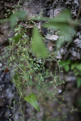Chaenorhinum origanifolium