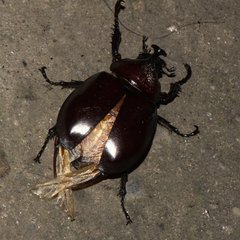 Xylotrupes mniszechi