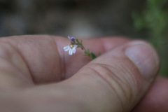 Chaenorhinum origanifolium