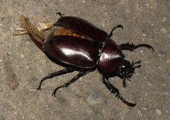 Xylotrupes mniszechi