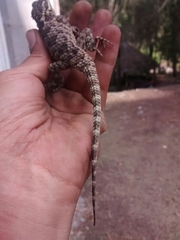 Sceloporus torquatus binocularis