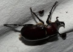 Xylotrupes mniszechi