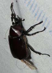 Xylotrupes mniszechi