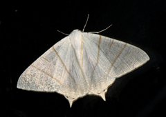 Ourapteryx sciticaudaria