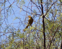 Icterus cucullatus