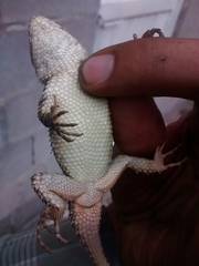 Sceloporus torquatus binocularis