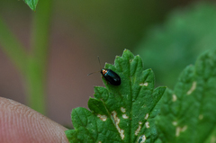 Crepidodera nitidula