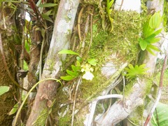 Erycina