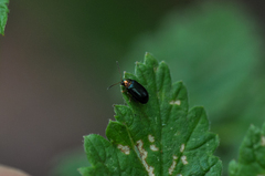 Crepidodera nitidula