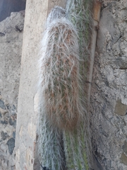 Oreocereus