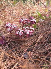 Euphorbia radians