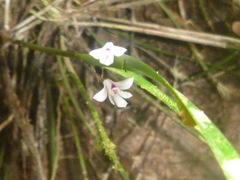 Scaphyglottis stellata