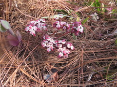 Euphorbia radians