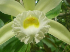 Sobralia macrophylla