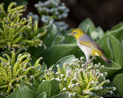 Zosterops lateralis chlorocephalus