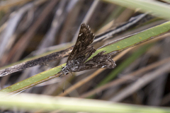 Hesperopsis alpheus