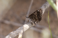 Hesperopsis alpheus