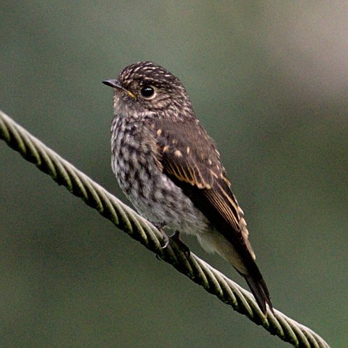 Dark-sided Flycatcher