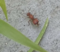 Pseudomethoca sanbornii