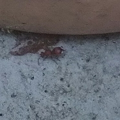 Pseudomethoca sanbornii