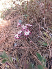Euphorbia radians