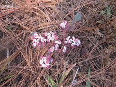 Euphorbia radians