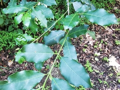 Chiococca pachyphylla