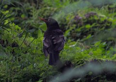 Turdus boulboul