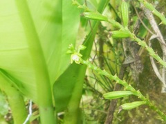 Vandoideae