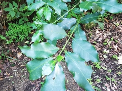 Chiococca pachyphylla