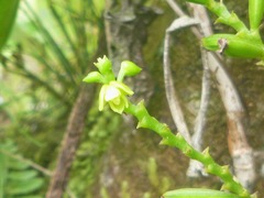Vandoideae