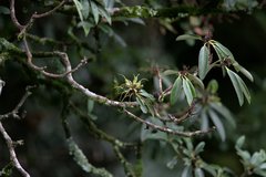 Rhododendron arboreum