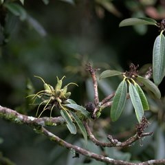 Rhododendron arboreum