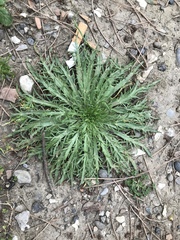 Plantago coronopus