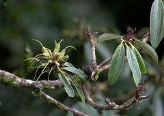 Rhododendron arboreum