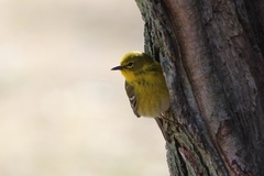 Setophaga pinus pinus