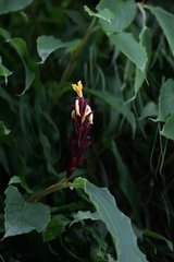 Cautleya spicata