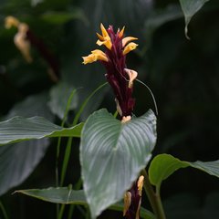 Cautleya spicata