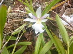Miltoniopsis roezlii